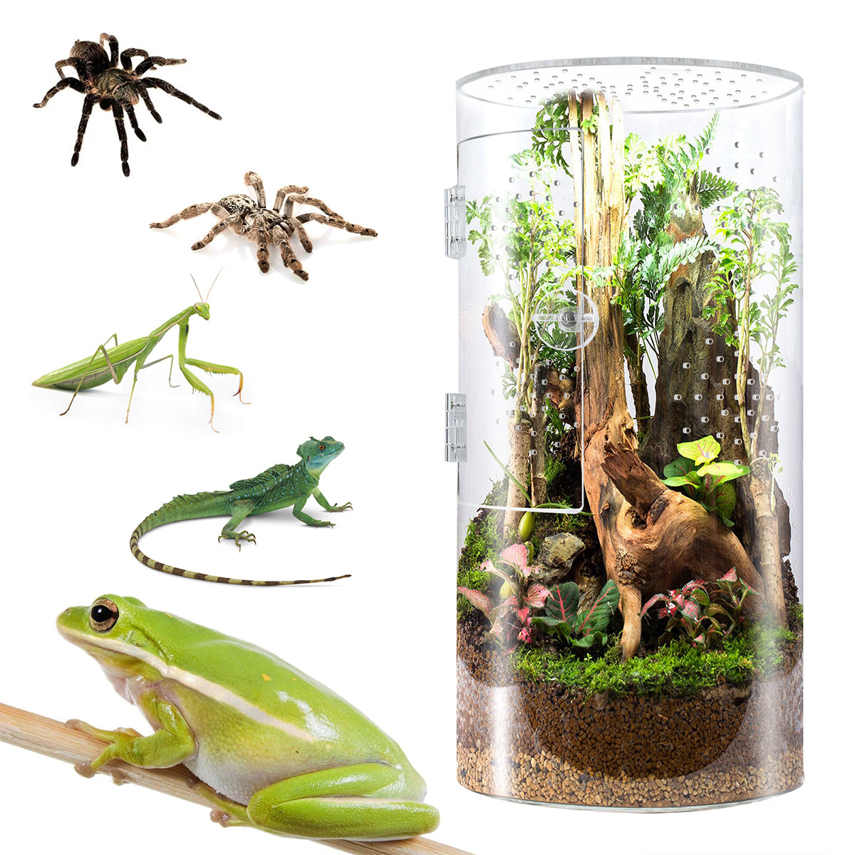 Front Opening Terrarium Jumping Spider Enclosure,12"*6"*6"Tall Arboreal Tarantula Enclosure Terrarium with Cross Ventilation,Waterproof Acrylic Reptile Enclosure