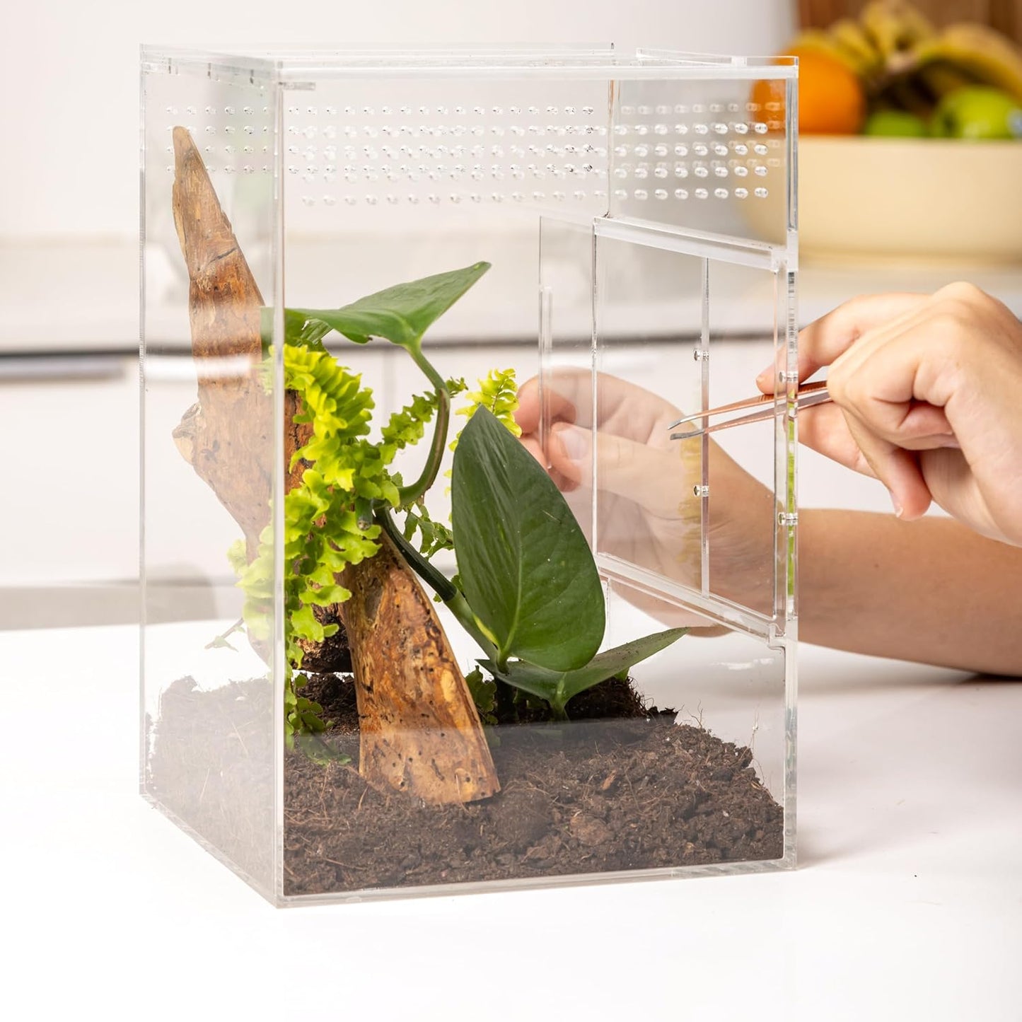 Jumping Spider Enclosure, Jumping Spider Habitat, Spider Terrarium Kit, Jumping Spider Enclosure Accessories, Spider Cage, Bug Terrarium, Insect Terrarium, Snail Habitat, Arboreal Tarantula Enclosure
